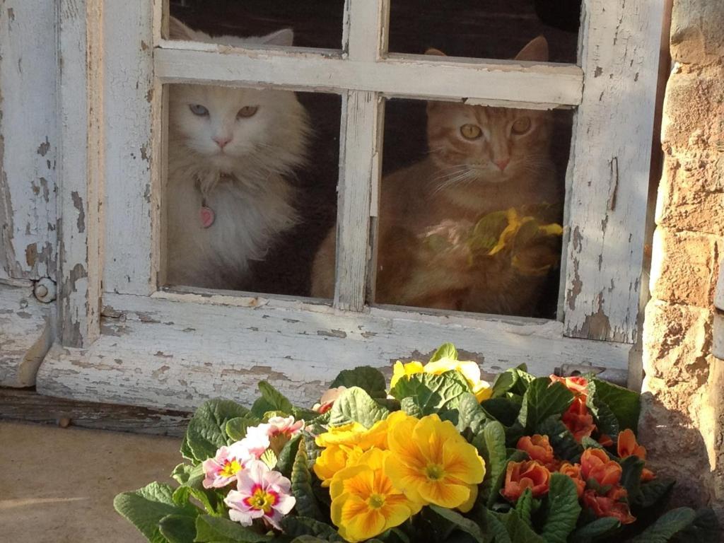 B&B Domaine Le Clos Du Pavillon บริญญอล ภายนอก รูปภาพ